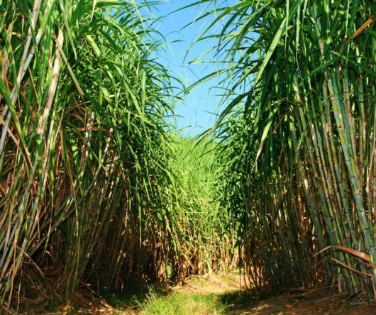 Moagem de cana e vendas de etanol têm altas expressivas em Goiás