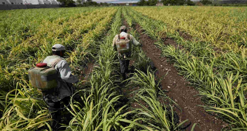 Produção de açúcar no México fica abaixo da expectativa